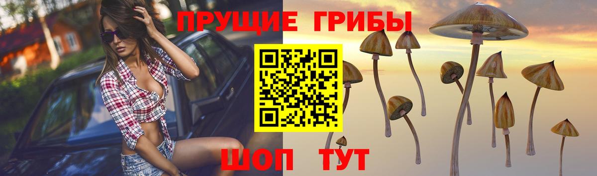 купить   Гагарин  Псилоцибиновые грибы MAGIC MUSHROOMS 